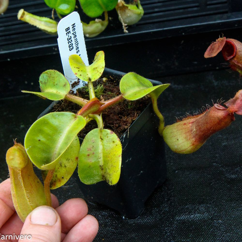 Nepenthes truncata Pasian Red