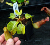 Nepenthes truncata Pasian Red