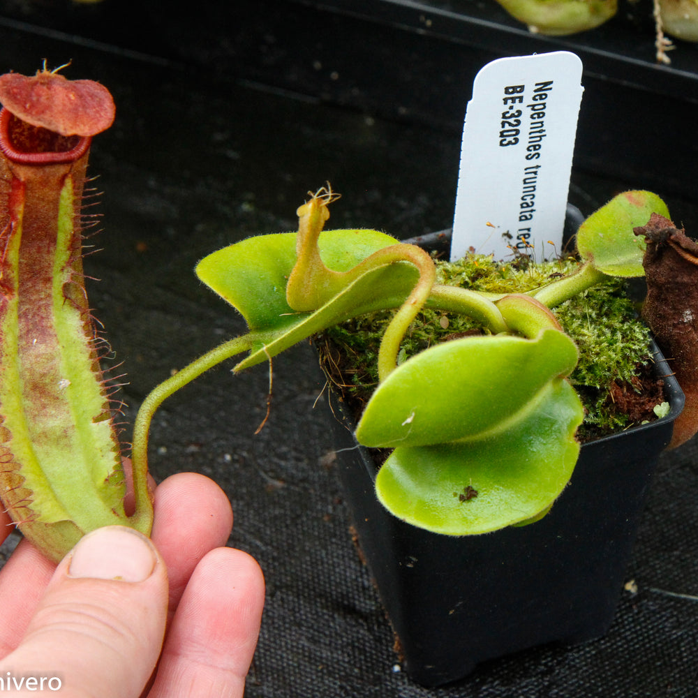 
                      
                        Nepenthes truncata Pasian Red
                      
                    