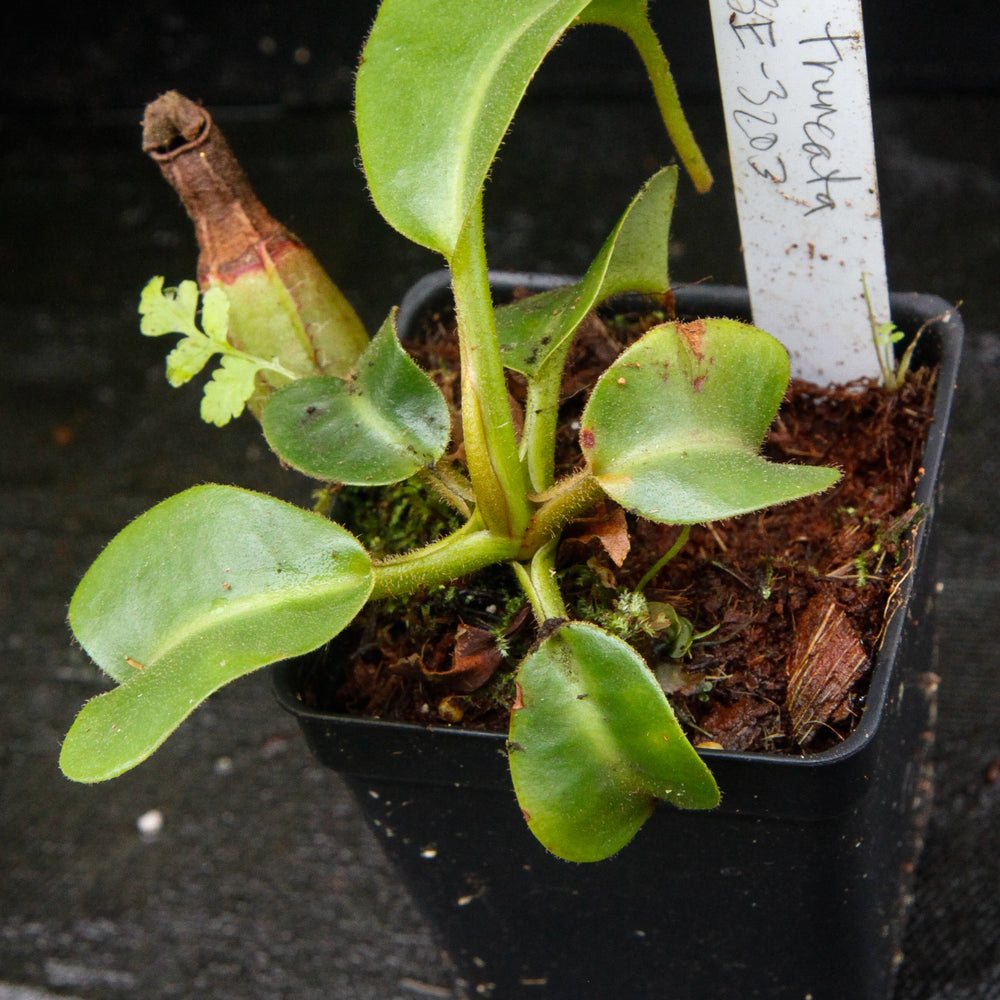 
                      
                        Nepenthes truncata Pasian Red
                      
                    