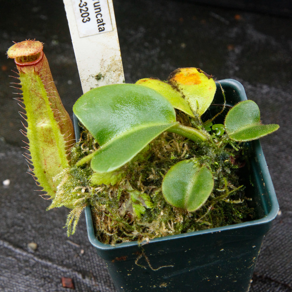 
                      
                        Nepenthes truncata Pasian Red
                      
                    