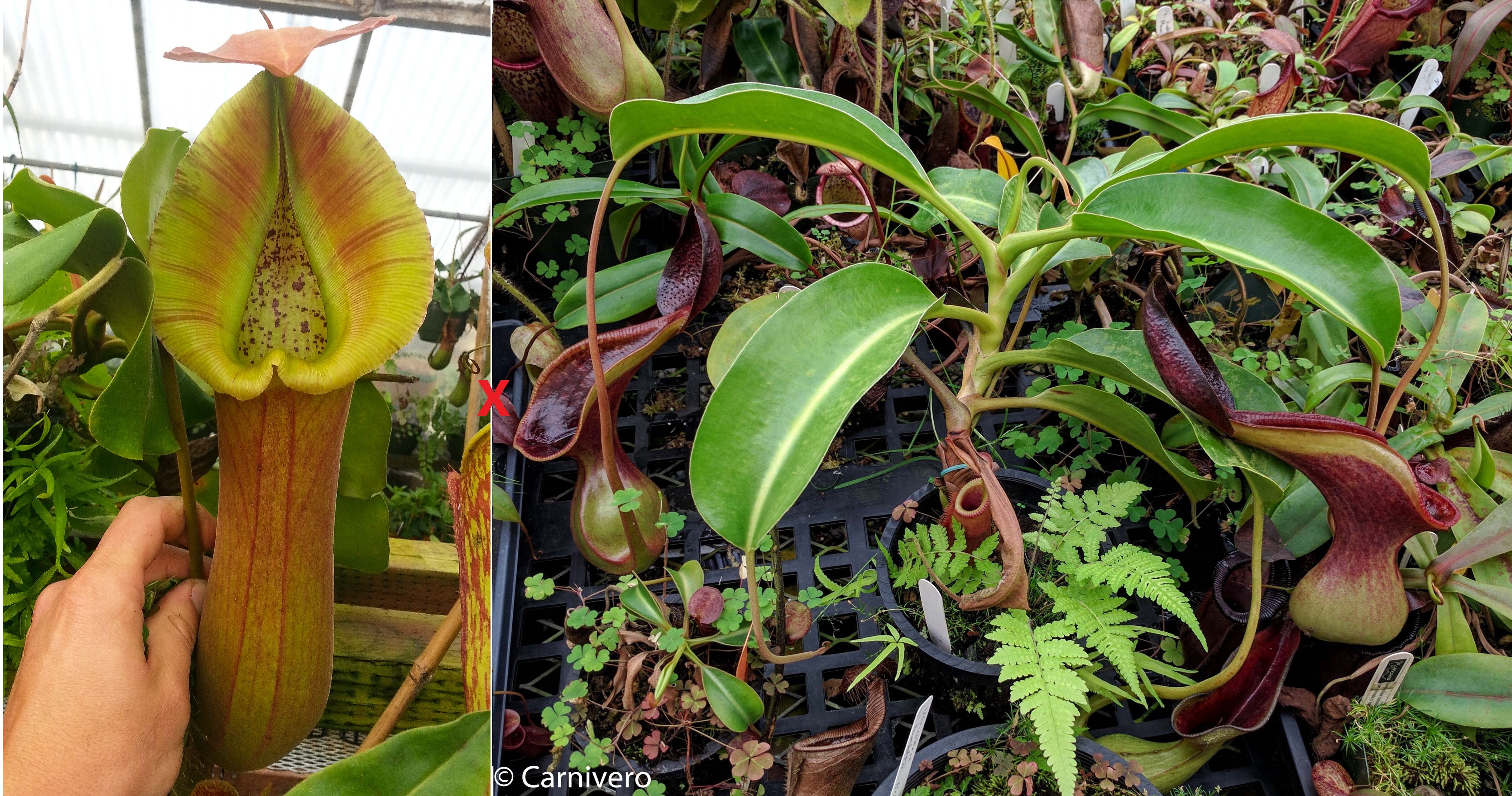 Nepenthes truncata (d) x lowii Trusmadi, CAR-0061 – Carnivero