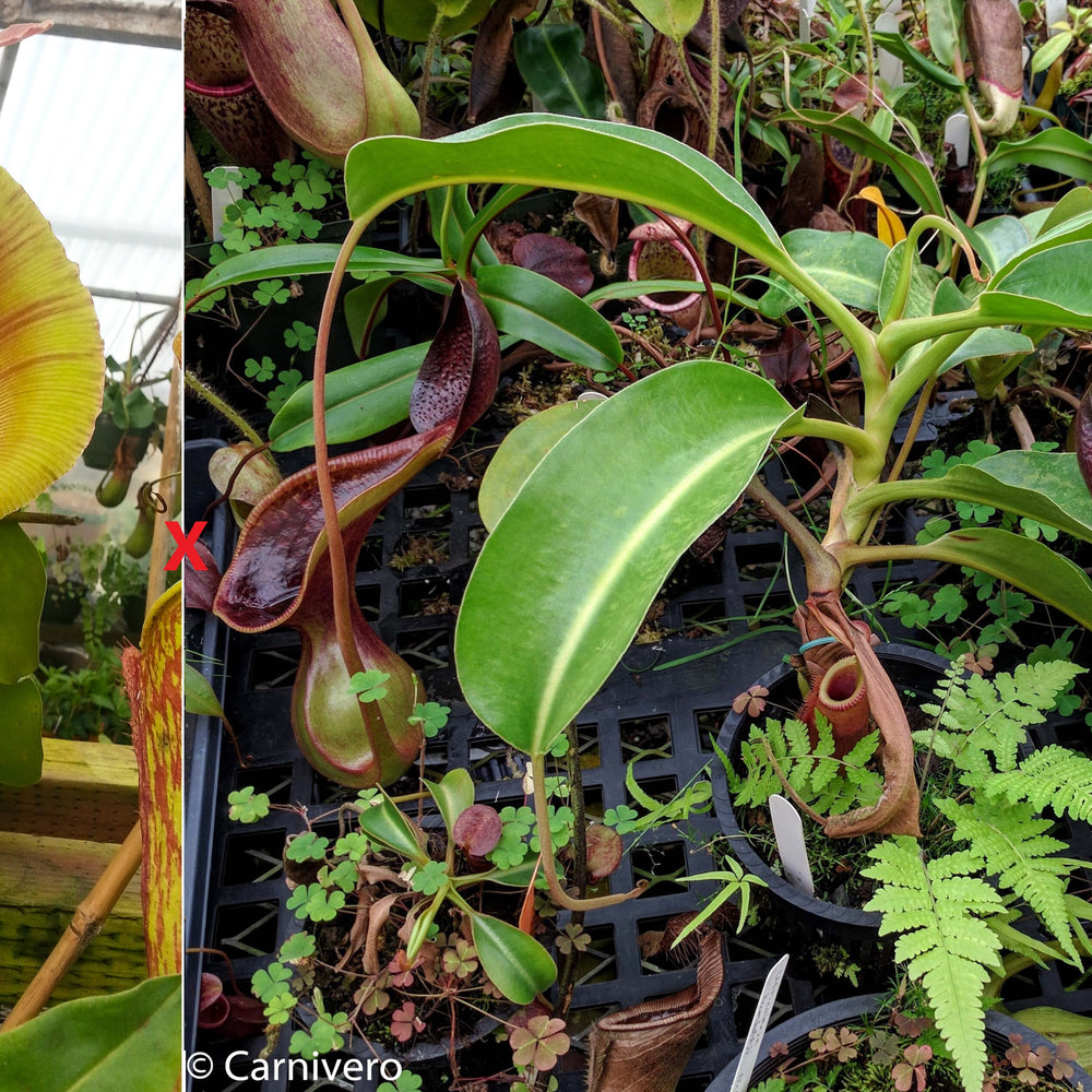 
                      
                        Nepenthes truncata (d) x lowii Trusmadi, CAR-0061
                      
                    