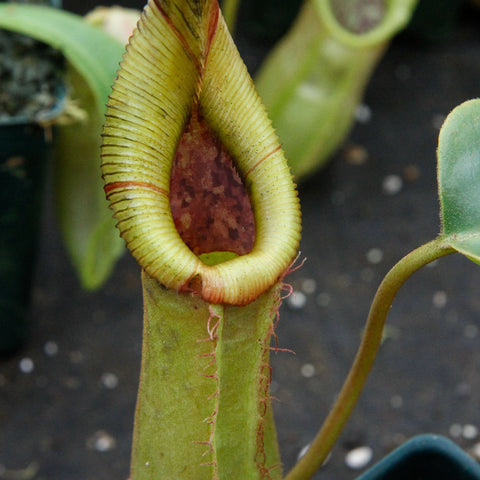 Close-up of a Nepenthes truncata x sibuyanensis x Trusmadiensis pitcher with lime green ribbed peristome