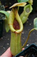 Nepenthes truncata x (sibuyanensis x Trusmadiensis) - C2