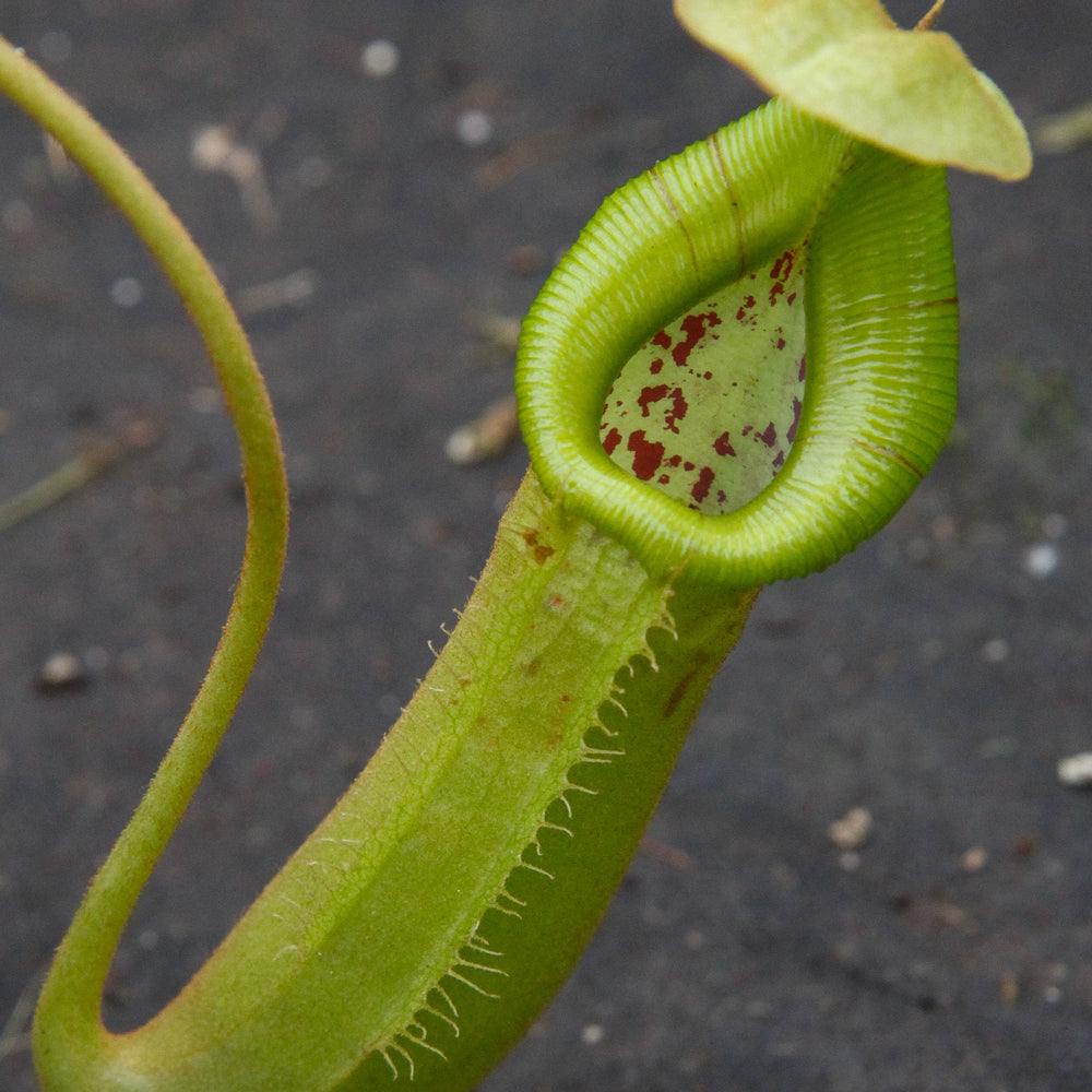 
                      
                        Nepenthes truncata x (sibuyanensis x Trusmadiensis) - C2
                      
                    