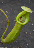 Nepenthes truncata x (sibuyanensis x Trusmadiensis) - C2