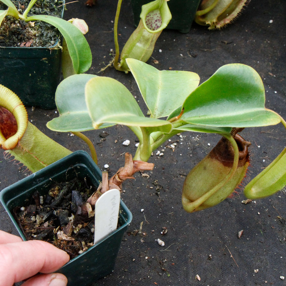 
                      
                        Nepenthes truncata x (sibuyanensis x Trusmadiensis) - C2
                      
                    
