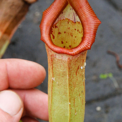 Red orange Nepenthes truncata x sibuyanensis x Trusmadiensis DM014 pitcher held by fingers.