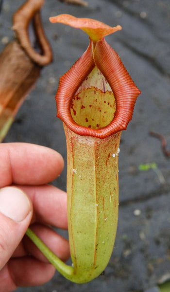 Nepenthes truncata x (sibuyanensis x Trusmadiensis)-DM014