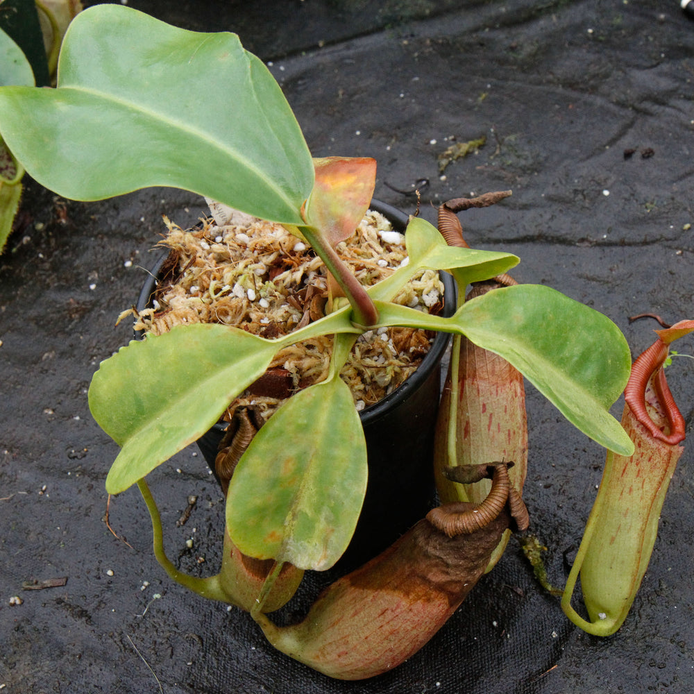 Nepenthes truncata x (sibuyanensis x Trusmadiensis)-DM014