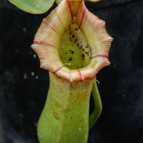Close up of a green Nepenthes truncata x sibuyanensis x Trusmadiensis DM027 pitcher with pale ribbed peristome.