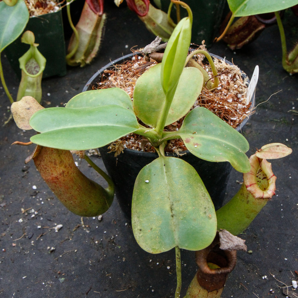 Nepenthes truncata x (sibuyanensis x Trusmadiensis) - DM027