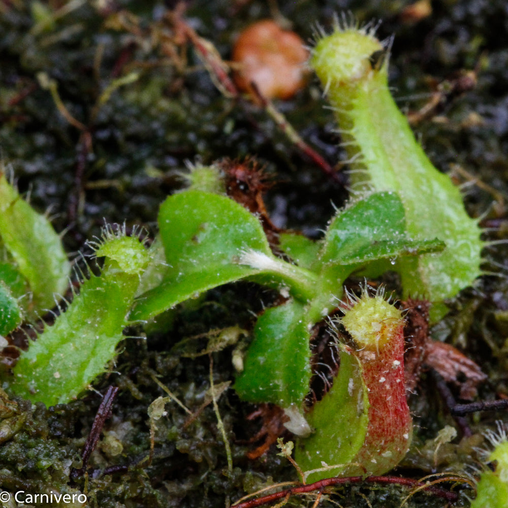 Nepenthes truncata (d) x (singalana x hamata "hairy red"), CAR-0048
