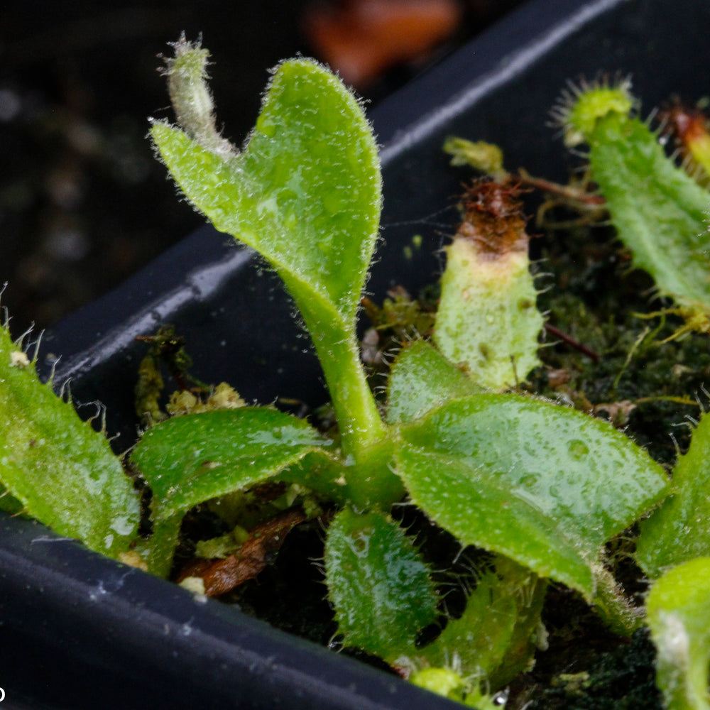 
                      
                        Nepenthes truncata (d) x (singalana x hamata "hairy red"), CAR-0048
                      
                    