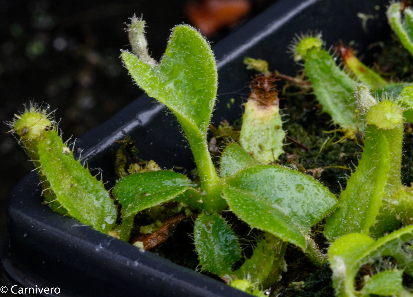Nepenthes truncata (d) x (singalana x hamata 