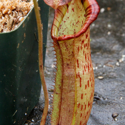 Nepenthes truncata x spectabilis x northiana pitcher with red rim and speckled interior