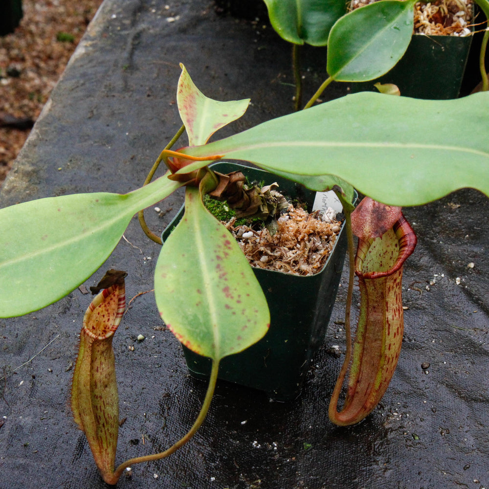 Nepenthes truncata x (spectabilis x northiana)