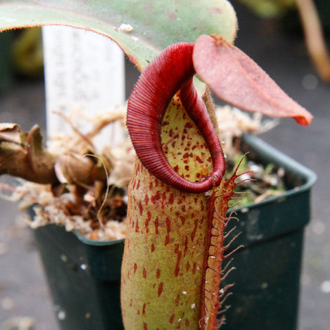 Close-up of Nepenthes truncata x spectabilis x veitchii pitcher with a red ribbed rim and speckled green body in a pot