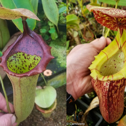 Two Nepenthes hybrids show different pitchers: left a purple maroon pitcher, right a tall yellow pitcher with a red speckled hood.