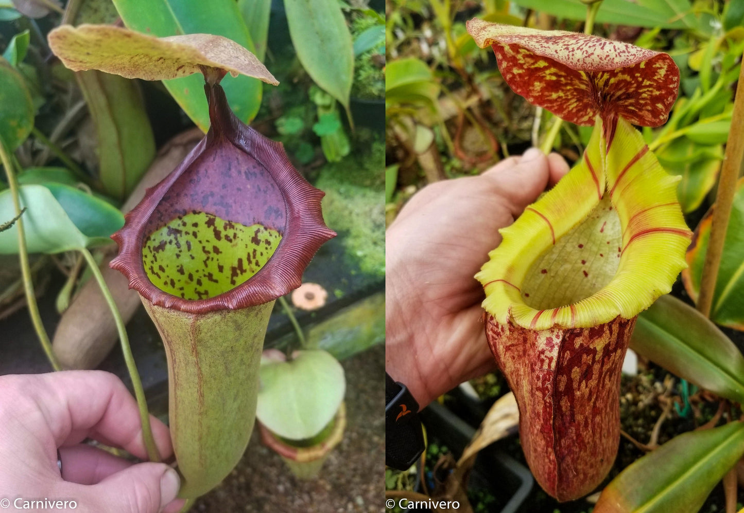 Nepenthes (truncata x campanulata) x [(lowii x veitchii) x boschiana]-white, CAR-0074