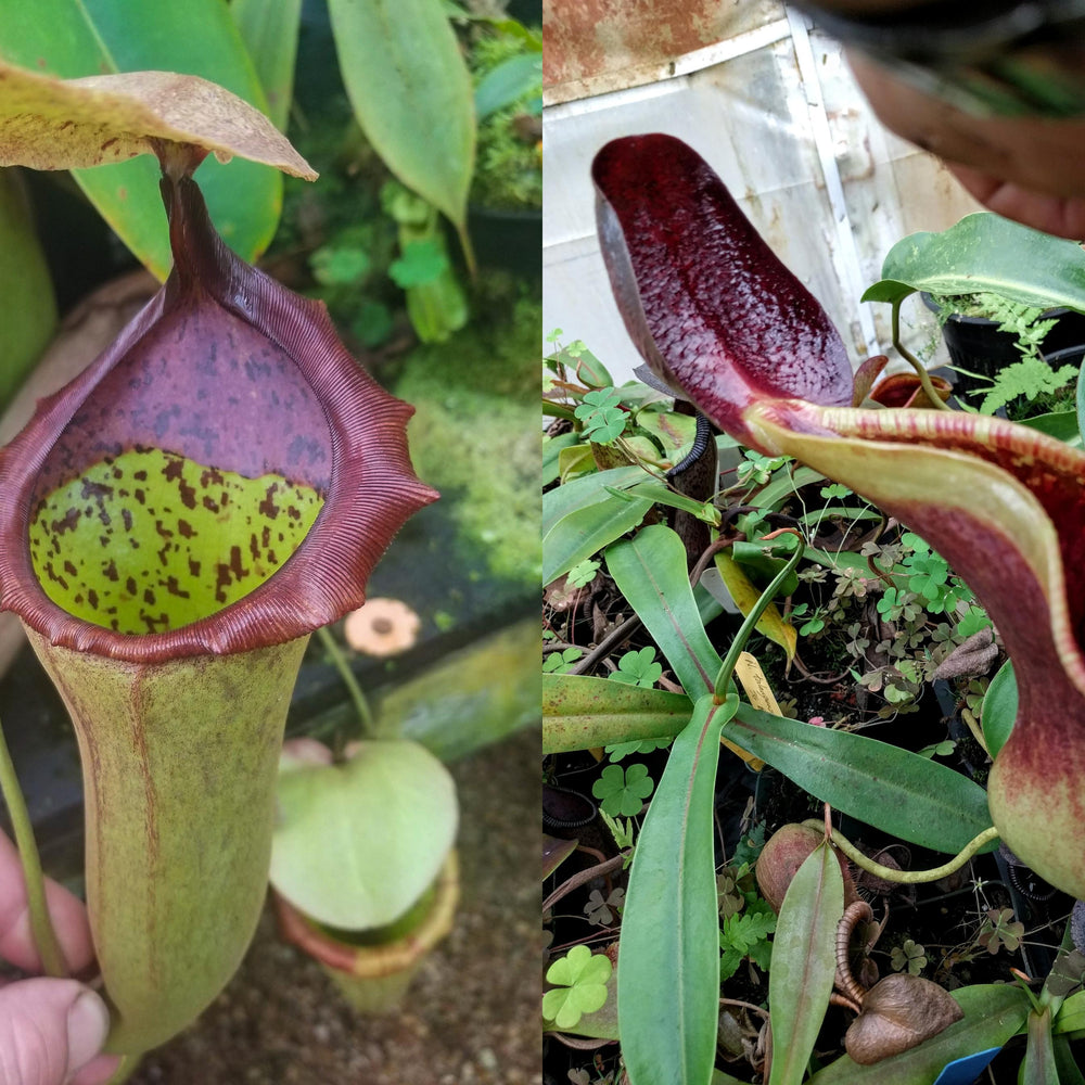 
                      
                        Nepenthes (truncata x campanulata) x lowii, CAR-0099
                      
                    