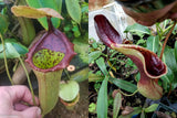 Nepenthes (truncata x campanulata) x lowii, CAR-0099