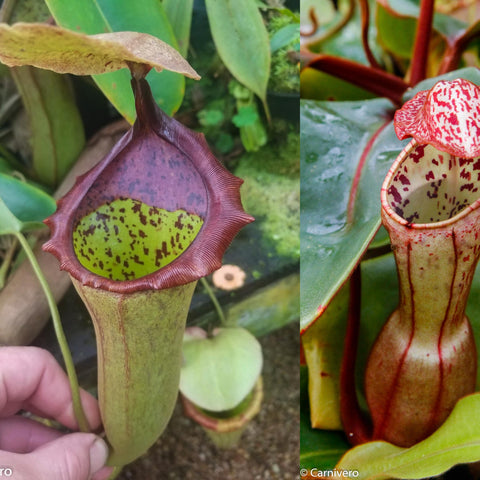Two Nepenthes CAR-0132 pitchers on a plant: a green upright urn with purple rim and a pink speckled pitcher in a collage.