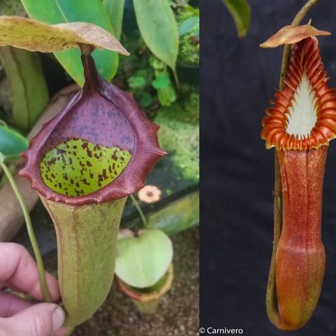 Dual view of Nepenthes truncata x campanulata x edwardsiana showing a purple maroon pitcher and a tall red ribbed pitcher