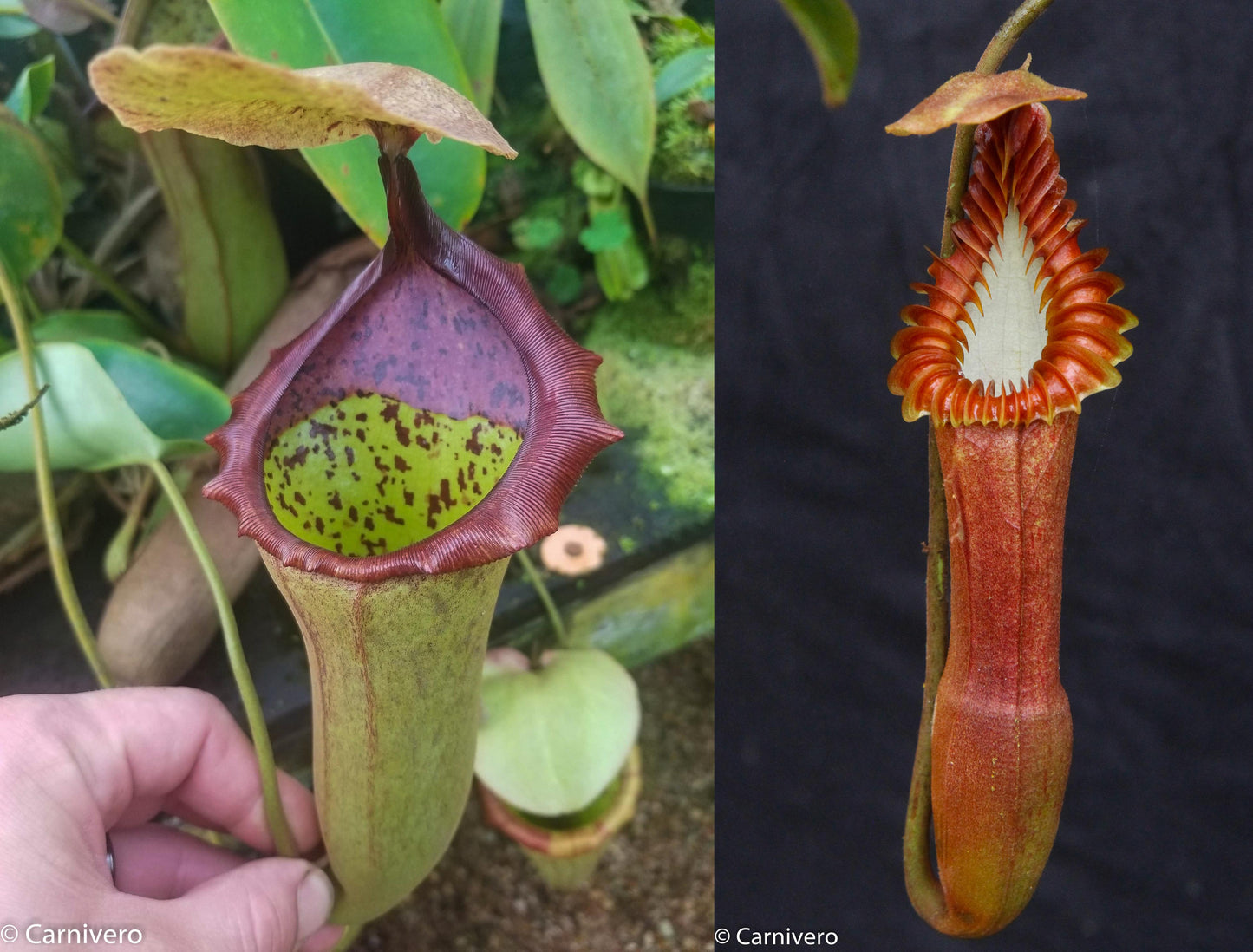 Nepenthes (truncata x campanulata) x edwardsiana, CAR-0170