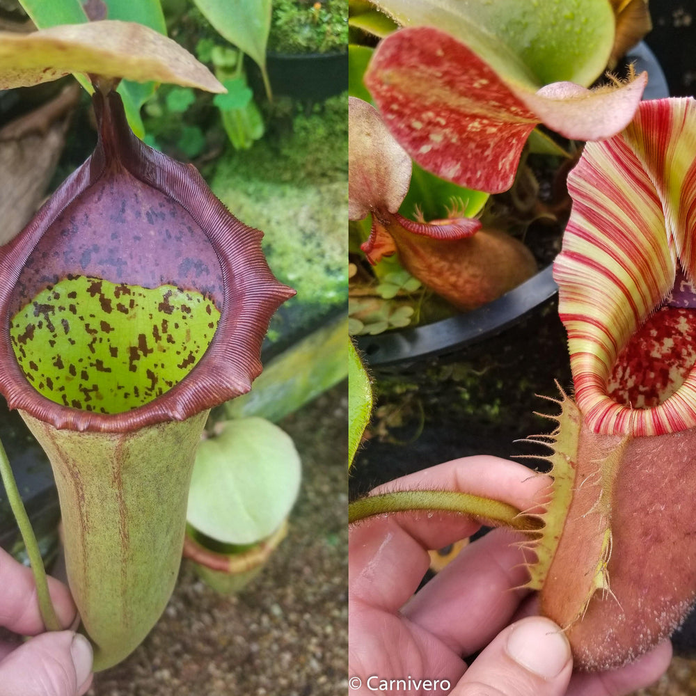 
                      
                        Nepenthes (truncata x campanulata) x veitchii "The Wave", CAR-0063, pitcher plant, carnivorous plant, collectors plant, large pitchers, rare plants
                      
                    