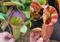 Nepenthes (truncata x campanulata) x veitchii "The Wave", CAR-0063, pitcher plant, carnivorous plant, collectors plant, large pitchers, rare plants