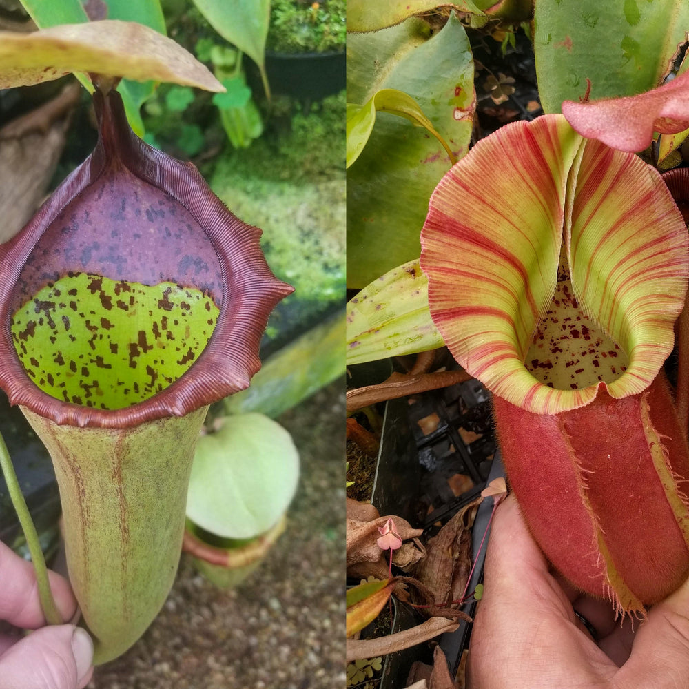 
                      
                        Nepenthes (truncata x campanulata) x veitchii "Pink Candy Cane", CAR-0064
                      
                    