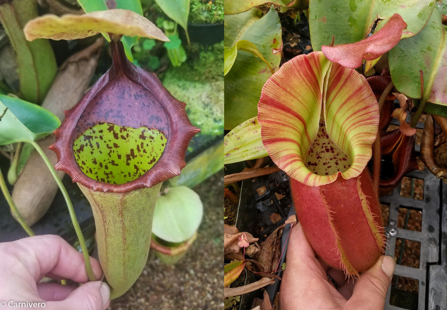 Nepenthes (truncata x campanulata) x veitchii 