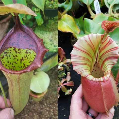 Pair of Cobra Nepenthes pitchers; left shows a purple rimmed green pitcher with speckled interior, right a striped pale pink and cream pitcher.