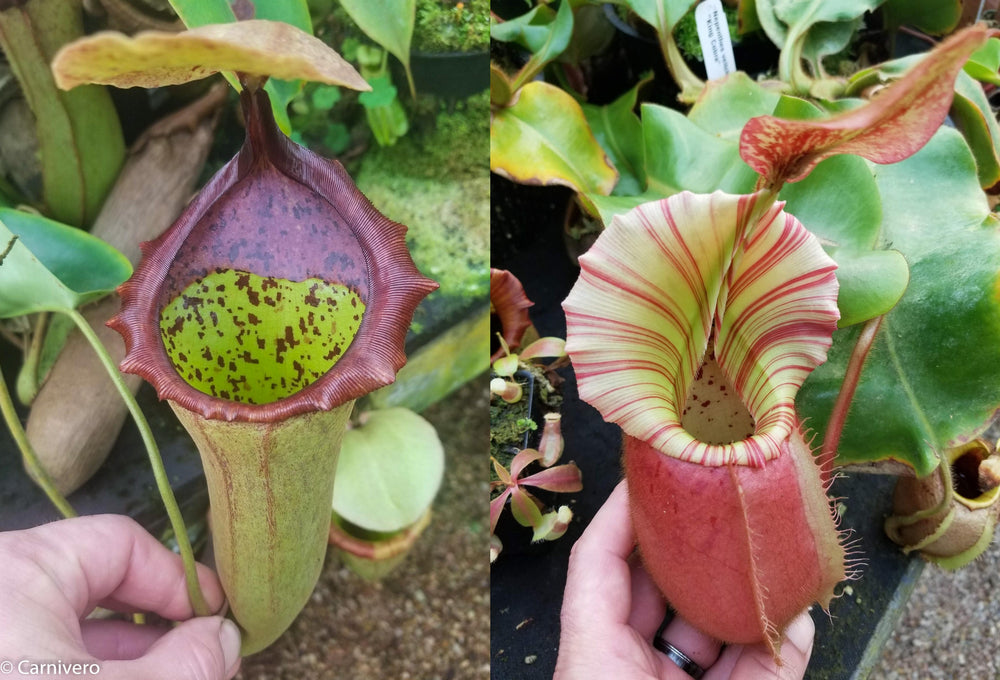Nepenthes (truncata x campanulata) x veitchii 