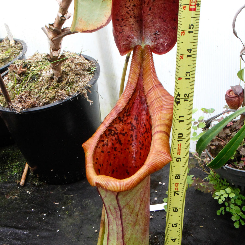 Nepenthes truncata x ephippiata