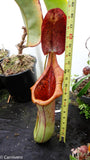 Nepenthes truncata x ephippiata