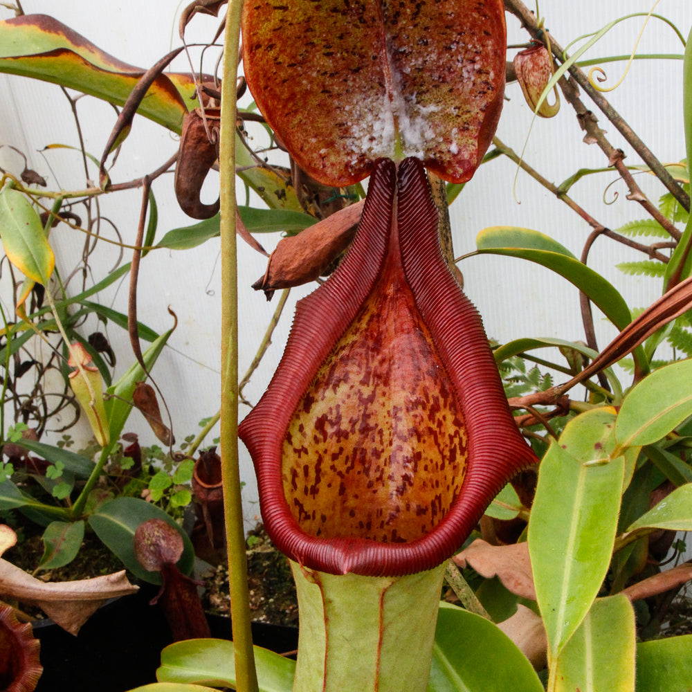 
                      
                        Nepenthes truncata x ephippiata
                      
                    