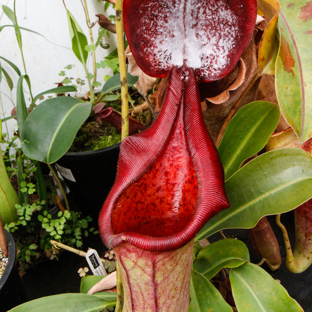 Nepenthes truncata x ephippiata