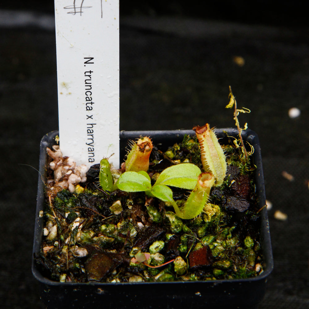 
                      
                        Nepenthes truncata x harryana
                      
                    