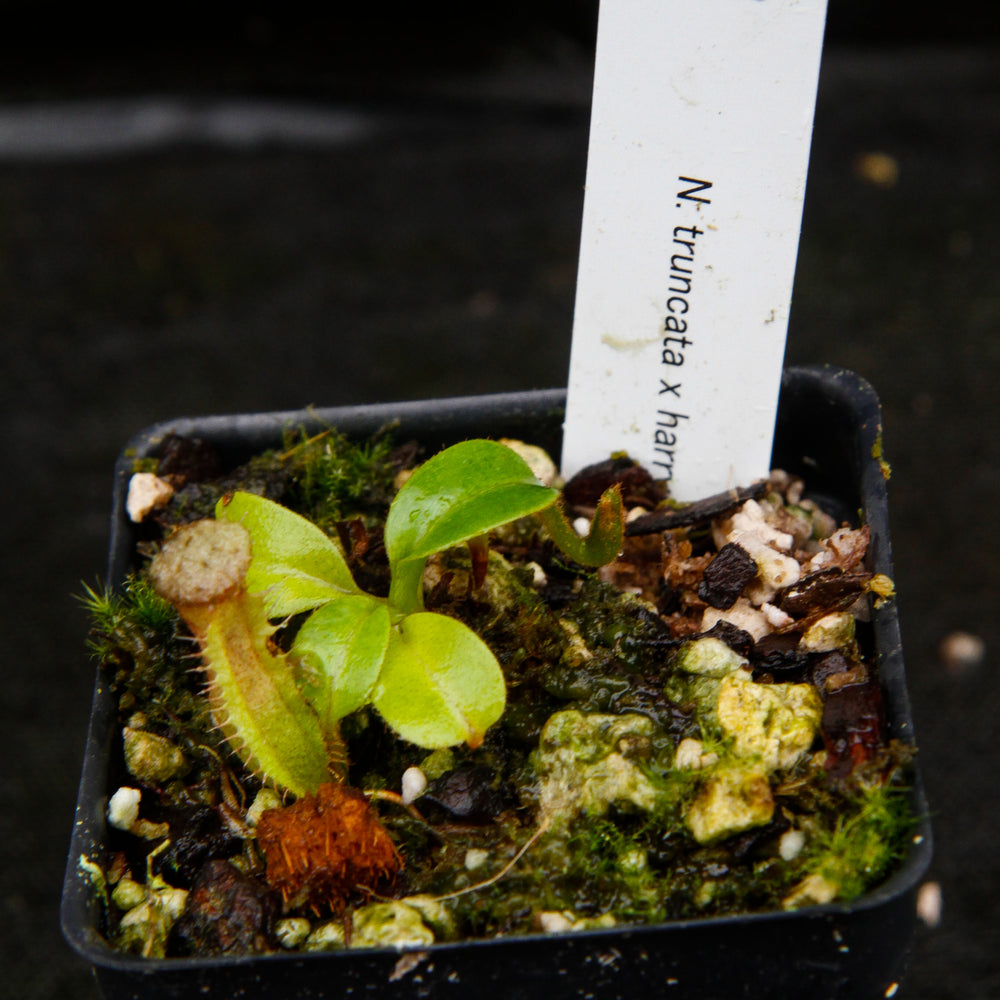
                      
                        Nepenthes truncata x harryana
                      
                    