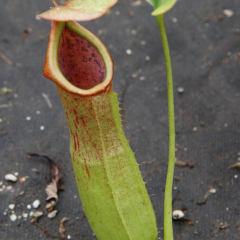 Nepenthes truncata x biak pitcher with tall green tube and orange red rim and speckled interior