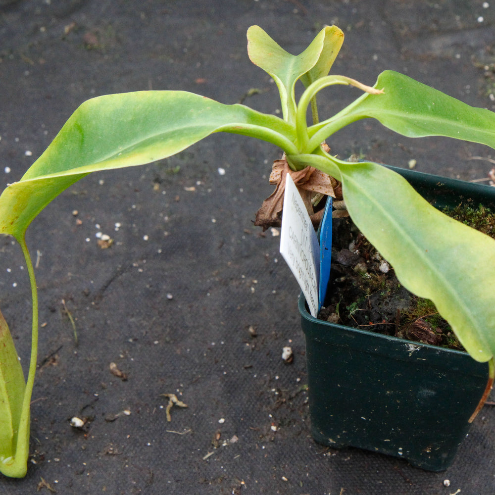 Nepenthes truncata x biak