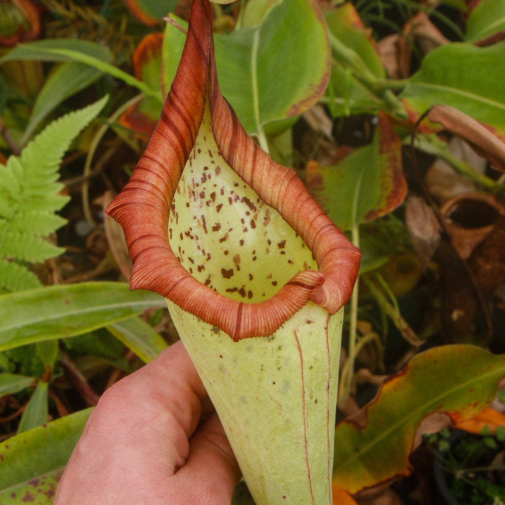 Nepenthes truncata x maxima, CAR-0012