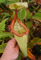 Nepenthes truncata x maxima, CAR-0012