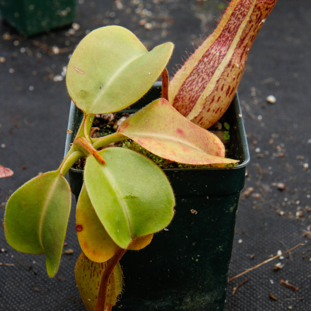 
                      
                        Nepenthes truncata x maxima, CAR-0012
                      
                    