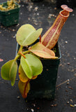 Nepenthes truncata x maxima, CAR-0012