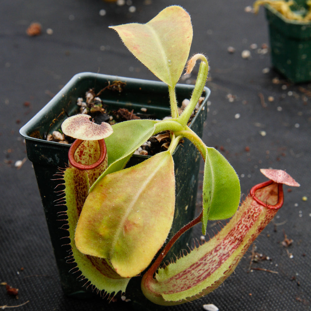 
                      
                        Nepenthes truncata x maxima, CAR-0012
                      
                    