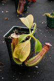 Nepenthes truncata x maxima, CAR-0012